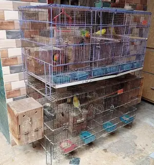 Bird Breeding Cages and Aviary Setup