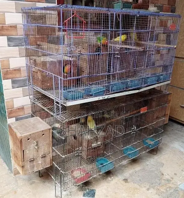 Bird Breeding Cages and Aviary Setup