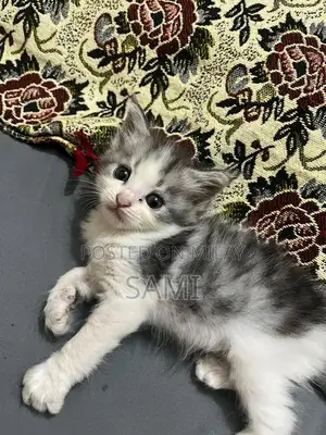 Persian Kittens - Adorable Purebred Feline Companions