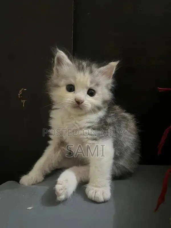 Persian Kittens - Adorable Purebred Feline Companions