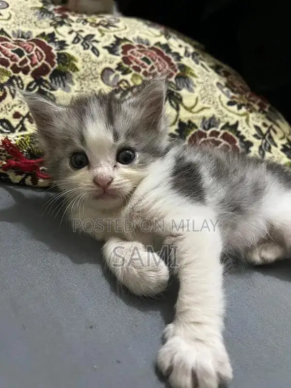 Persian Kittens - Adorable Purebred Feline Companions