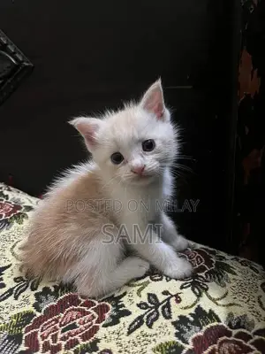 Persian Kittens - Adorable Purebred Feline Companions