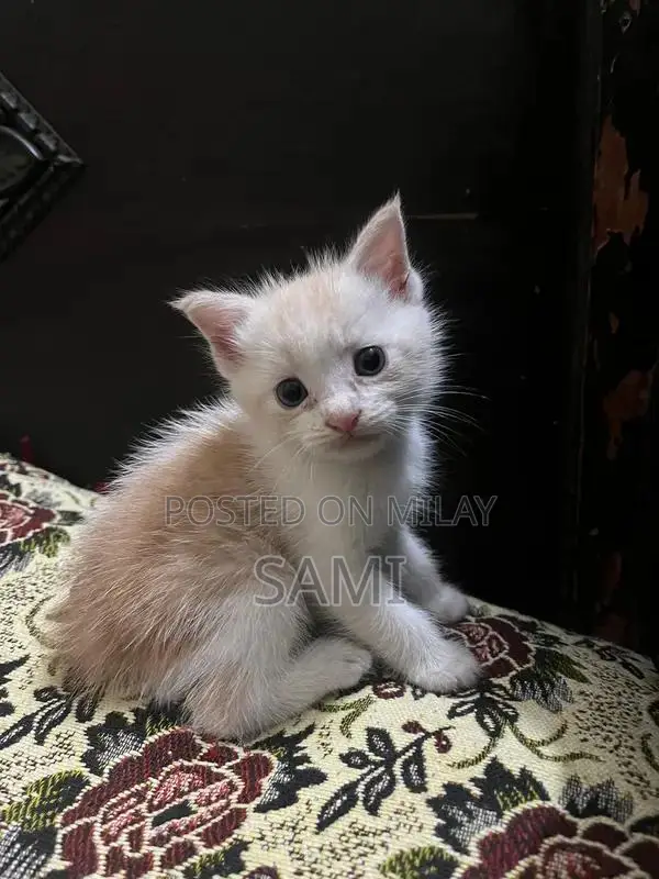 Persian Kittens - Adorable Purebred Feline Companions