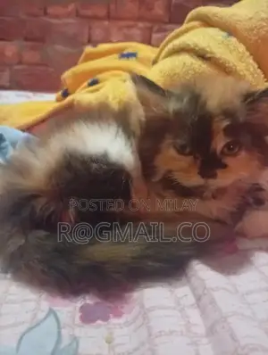 Photo - Beautiful Domestic Cat - Friendly Companion with Social Personality