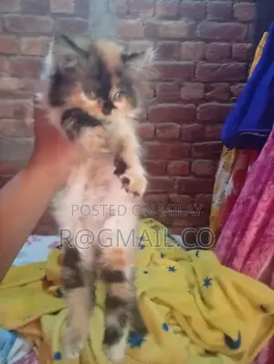 Beautiful Domestic Cat - Friendly Companion with Social Personality