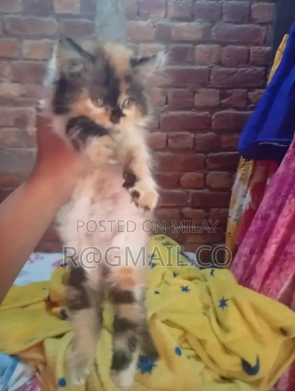 Beautiful Domestic Cat - Friendly Companion with Social Personality