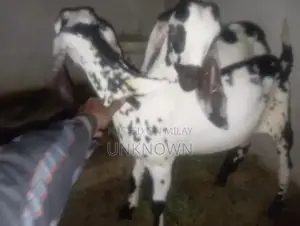 Cute Adorable Desi Goat Kids for Pet Lovers and Animal Enthusiasts