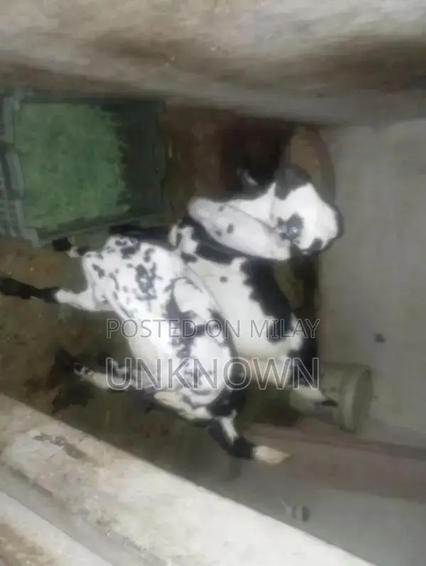 Cute Adorable Desi Goat Kids for Pet Lovers and Animal Enthusiasts