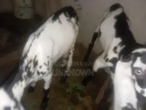 Cute Adorable Desi Goat Kids for Pet Lovers and Animal Enthusiasts