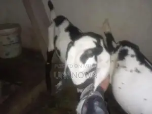 Cute Adorable Desi Goat Kids for Pet Lovers and Animal Enthusiasts