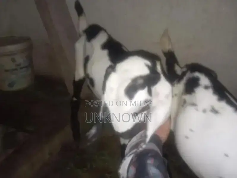 Cute Adorable Desi Goat Kids for Pet Lovers and Animal Enthusiasts