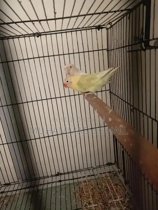 Love Birds Breeding Pair - Yellow and White Fisher Birds