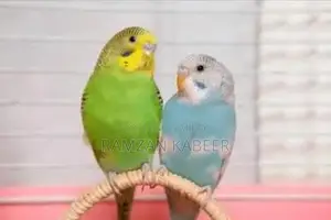 Photo - Australian Parrot Species - Exotic Bird Pet Available