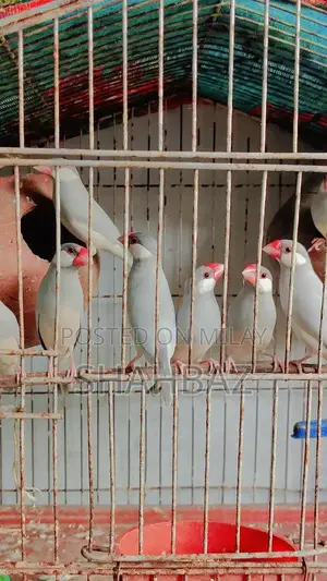Finch Breeder Pair for Sale - Healthy Breeding Stock