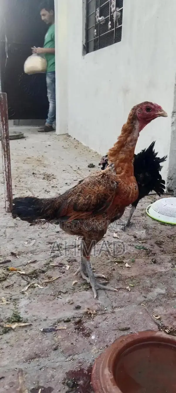 Black Eyes Burme Murge Chickens - Unique Color Rare Breed