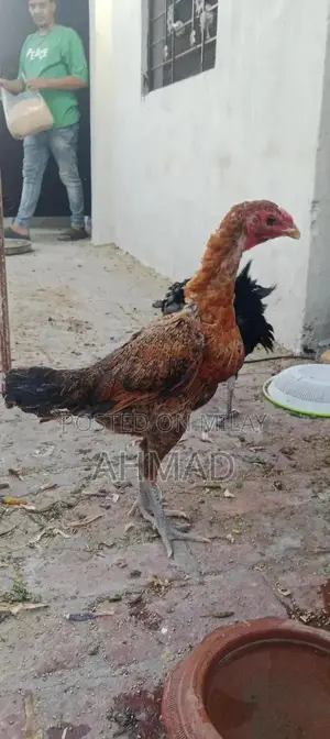 Black Eyes Burme Murge Chickens - Unique Color Rare Breed