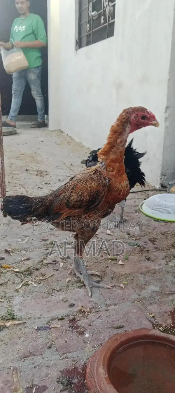 Black Eyes Burme Murge Chickens - Unique Color Rare Breed