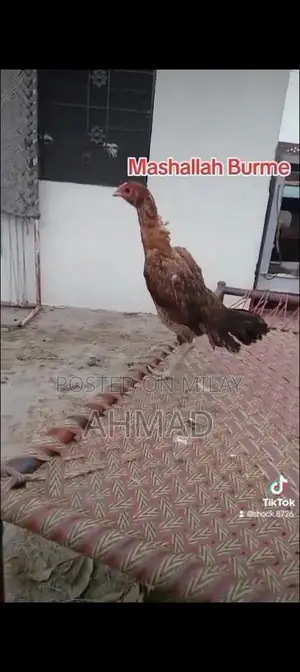 Black Eyes Burme Murge Chickens - Unique Color Rare Breed