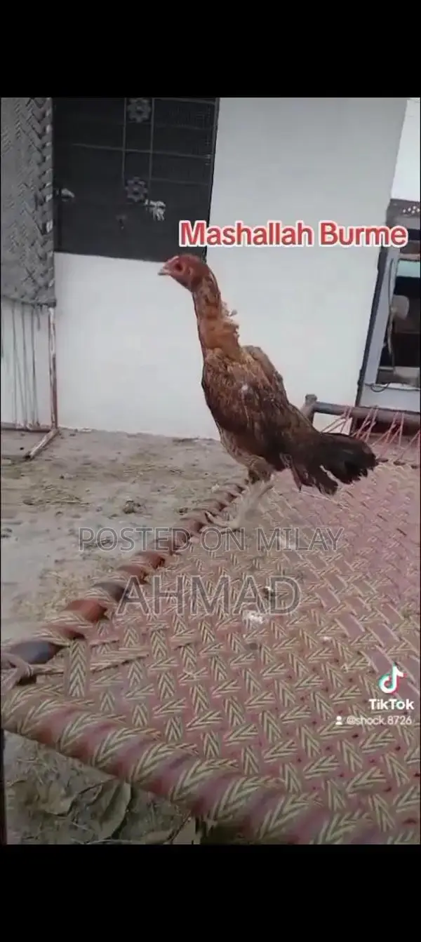 Black Eyes Burme Murge Chickens - Unique Color Rare Breed