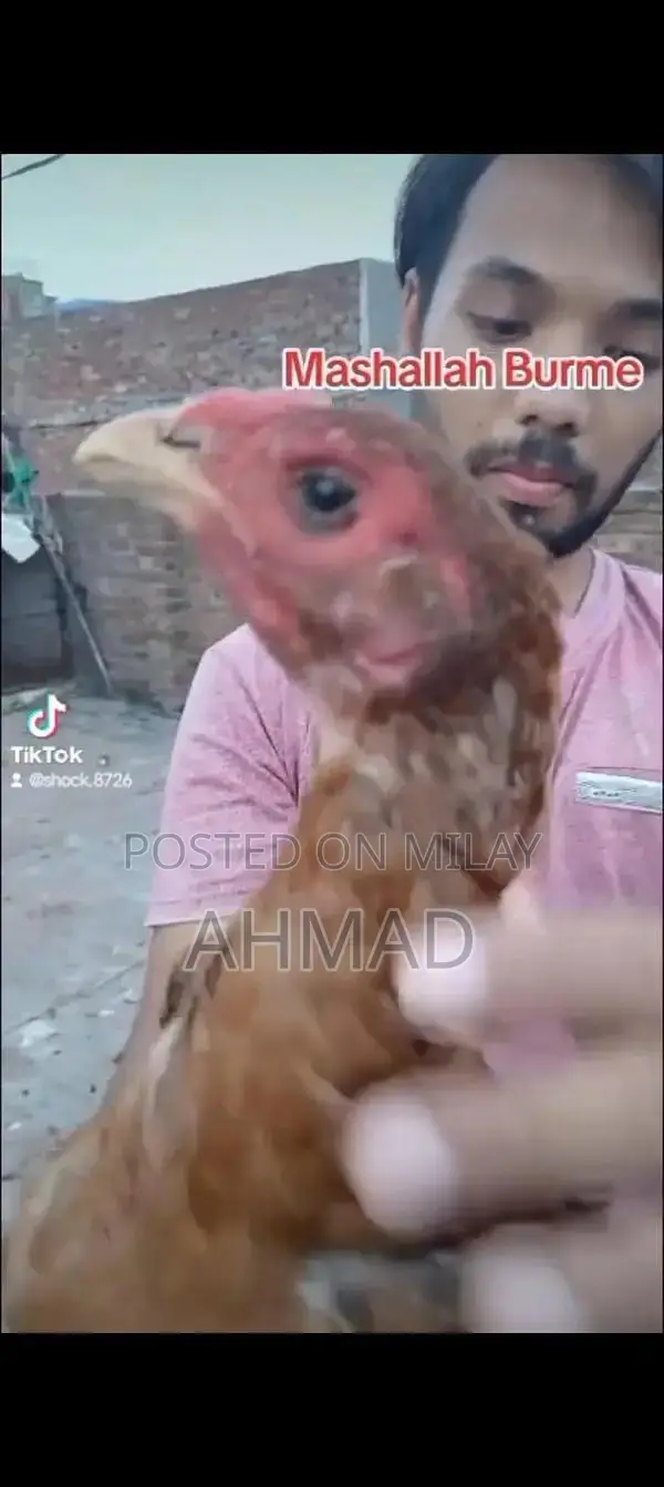 Black Eyes Burme Murge Chickens - Unique Color Rare Breed