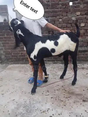 Purebred Betal Bakra Goat - Healthy 4-Tooth Breeding Specimen