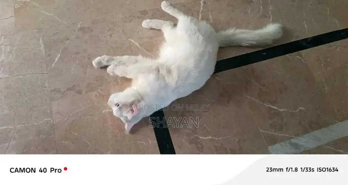 Friendly Domestic Cat Seeking New Home