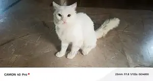 Friendly Domestic Cat Seeking New Home