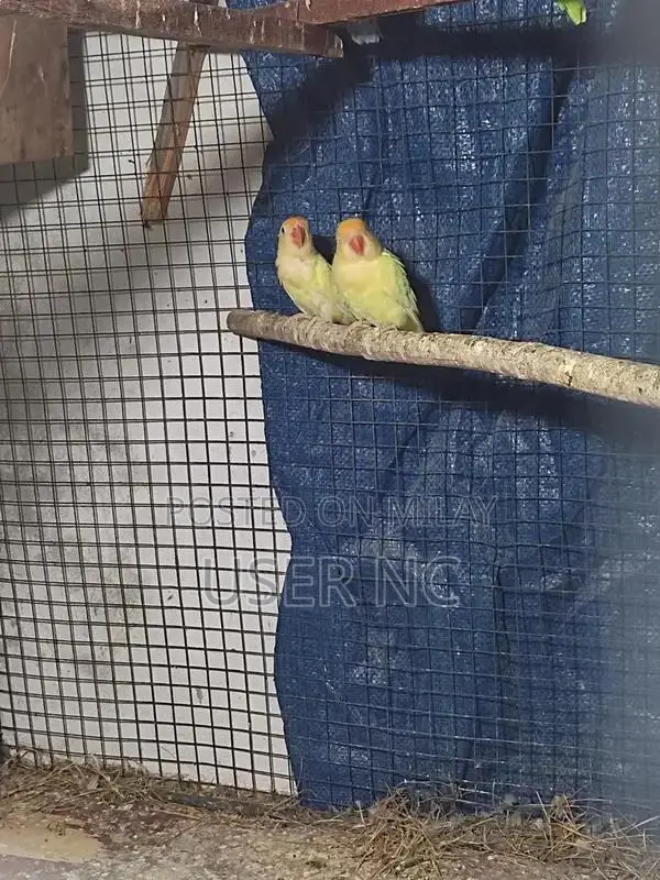 Creimino Poultry Breeding Pair - Quality Hybrid Stock