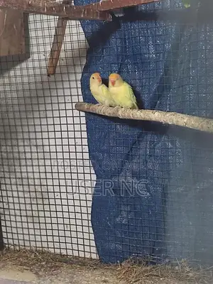 Creimino Poultry Breeding Pair - Quality Hybrid Stock