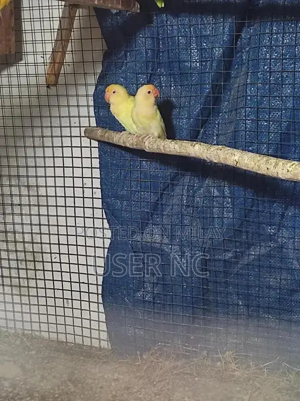 Creimino Poultry Breeding Pair - Quality Hybrid Stock