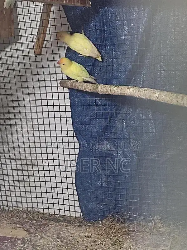 Creimino Poultry Breeding Pair - Quality Hybrid Stock