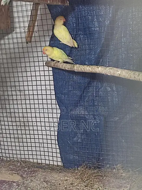 Creimino Poultry Breeding Pair - Quality Hybrid Stock