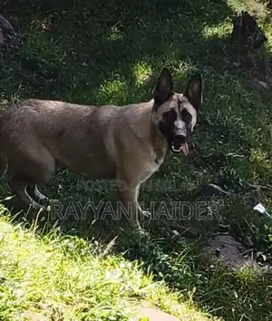 Photo - Belgian Malinois Pair - Trained Guard Dogs