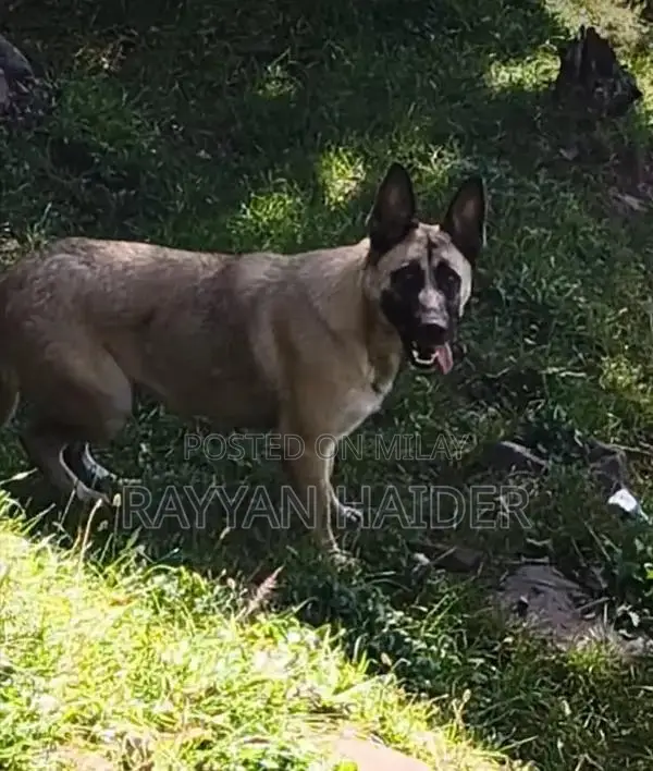 Belgian Malinois Pair - Trained Guard Dogs
