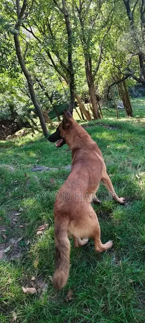 Belgian Malinois Pair - Trained Guard Dogs