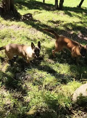 Belgian Malinois Pair - Trained Guard Dogs