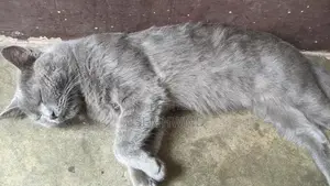 Photo - British Blue Shorthair Kitten - Purebred Feline Companion