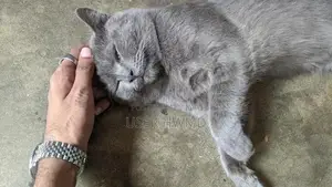 British Blue Shorthair Kitten - Purebred Feline Companion