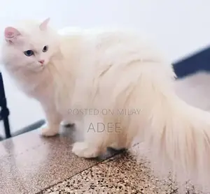 Photo - Persian Blue Eyes Cat - Stunning Long-Haired Feline Companion