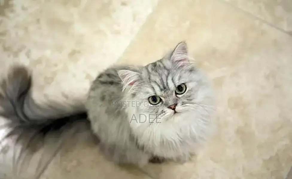 Persian Blue Eyes Cat - Stunning Long-Haired Feline Companion