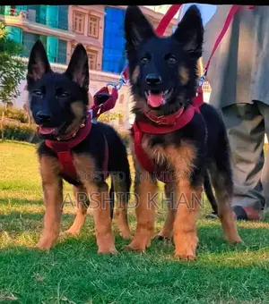 Photo - German Shepherd Puppies - 3 Months Old Premium Quality Pair