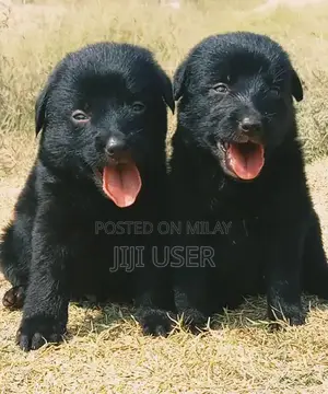 Photo - Long Coat Black German Shepherd Puppies