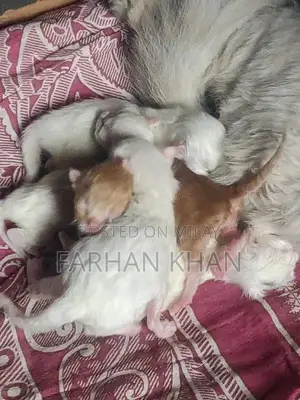 Photo - parsheain cats bachy new born
