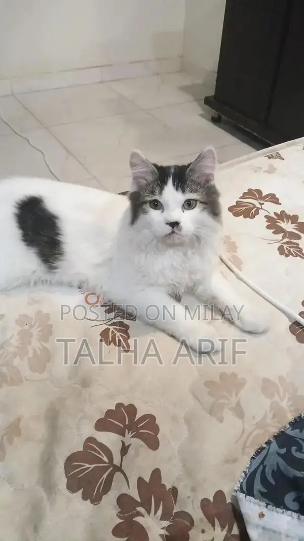White Persian Kitten - Trained and Vaccinated