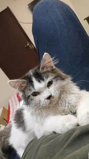 White Persian Kitten - Trained and Vaccinated