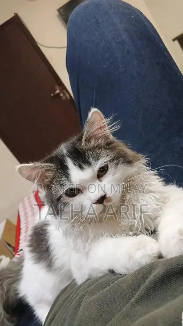 White Persian Kitten - Trained and Vaccinated