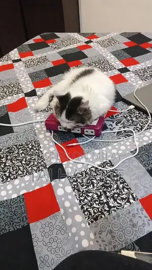 White Persian Kitten - Trained and Vaccinated