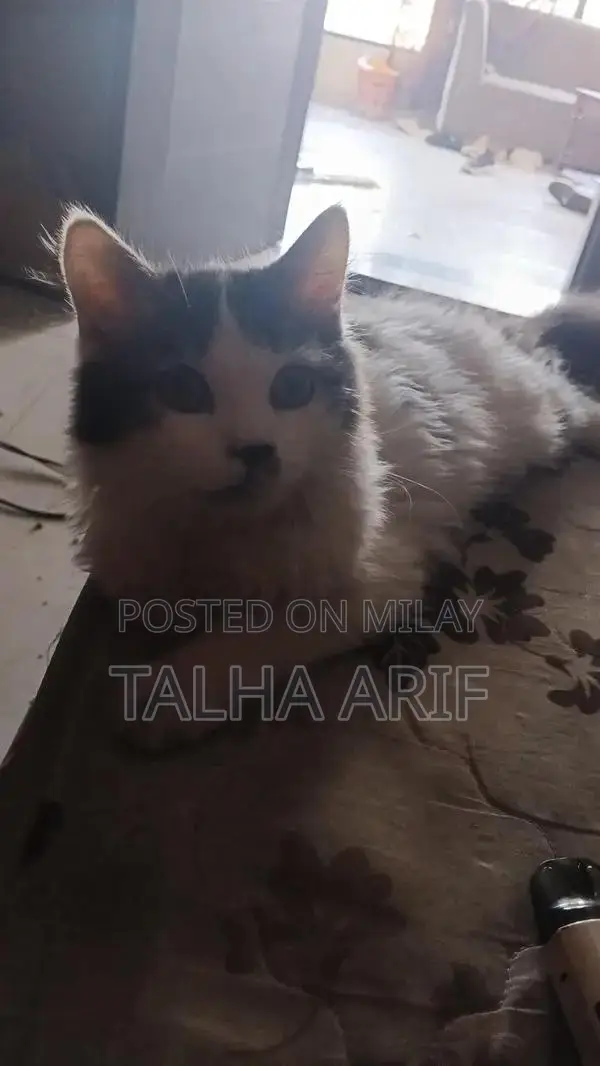 White Persian Kitten - Trained and Vaccinated