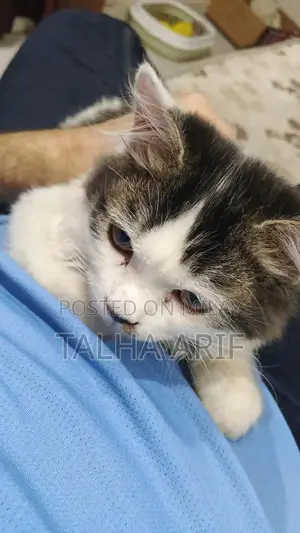 White Persian Kitten - Trained and Vaccinated
