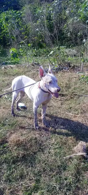 Photo - Kohati Gultair Male Bird - High Quality Breeding Stock